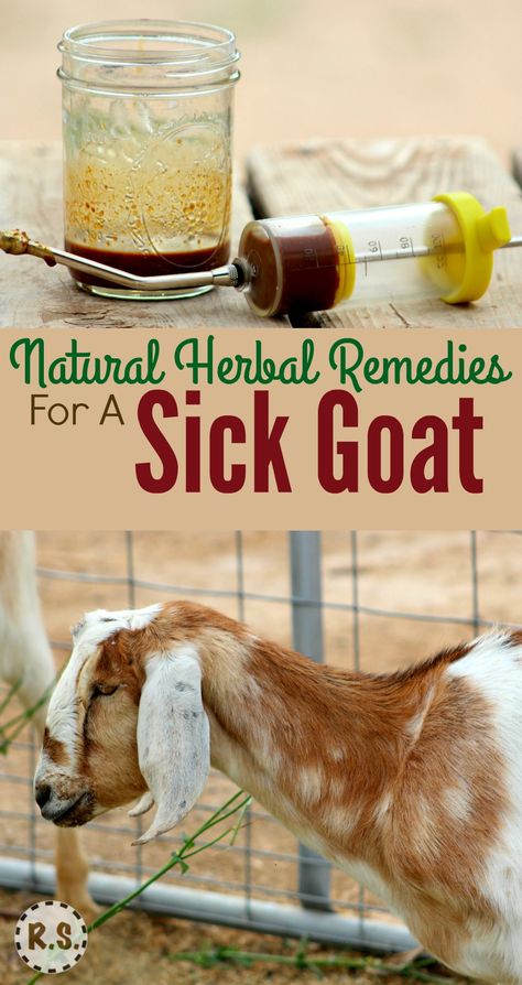 Learn how to treat a sick goat with this natural remedy. It is easy to make at home. When your goat is sick, try this DIY herbal recipe for natural goat care. Goat Toys, Goat Health, Keeping Goats, Goat Shelter, Hobby Farming, Goat House, Raising Farm Animals, Goat Care, Goat Barn