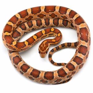 Corn Snake: Brightly Colored Strangler Snakes Snakes For Sale, Corn Snakes, Small Rat, Iris Ring, Snake Illustration, Corn Snake, Snake Art, Live Fish, Wild Bird Food