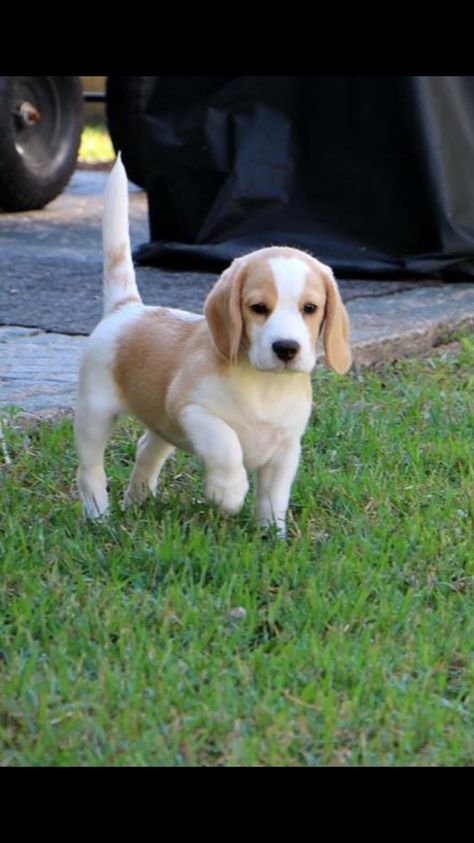 Lemon Beagle Puppy, White Beagle, Lemon Beagle, Pocket Beagle, Puppy Obedience Training, Dog Beagle, Positive Dog Training, Basic Dog Training, Cute Beagles