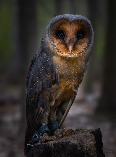 Black Barn Owl, Owl Black, Bird Identification, Black Barn, Pretty Animals, Animal Companions, Barn Owl, Cute Owl, Nature Animals