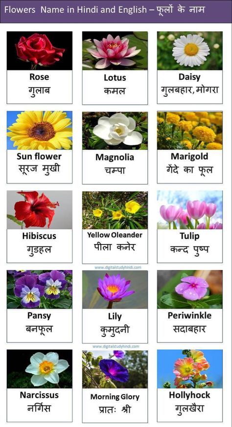 Flower Name Hindi And English, Hindi Flowers Name, Flower Drawing And Name, Indian Flowers Plants, Flower Names And Meanings, Indian Flower Names, Flowers Name With Pictures, Flowers Name In Hindi, All Flowers Name