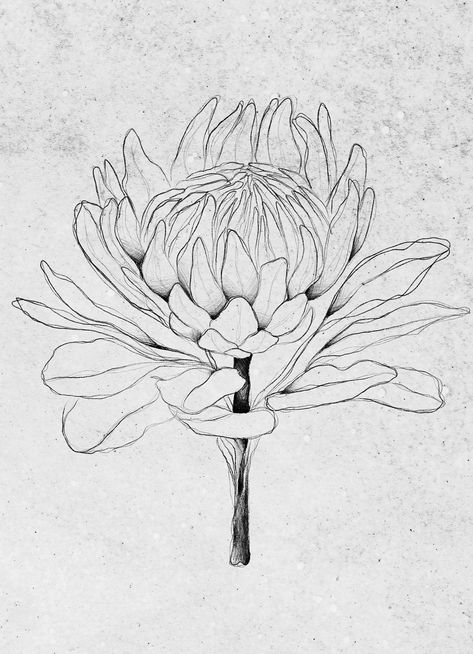 Proteas Drawing, Waratah Flower Tattoo, King Protea Tattoo, Protea Sketch, Protea Line Drawing, Protea Drawing, South Africa Tattoo, Protea Illustration, Protea Tattoo