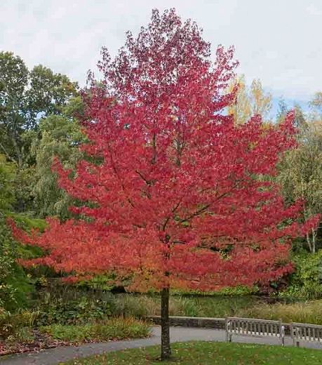 Sweet Gum Tree, Flowering Cherry Tree, Tree Seedlings, Sweet Gum, Rabbit Garden, Gum Tree, Street Trees, Specimen Trees, Shade Trees