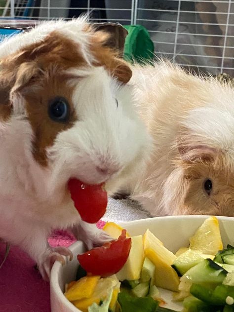 Indoor Guinea Pig Cage, Guinea Pigs Funny, Pigs Eating, Baby Guinea Pigs, Pet Guinea Pigs, Cute Guinea Pigs, Cute Small Animals, Guinea Pig Cage, Cute Piggies