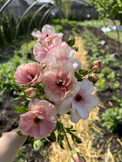 Brighten up your garden by growing beautiful ranunculus flowers for spring. Butterfly Ranunculus, Flowers For Spring, Kpop Iphone Wallpaper, Ranunculus Flowers, Beetle Bug, April Showers, May Flowers, Ranunculus, Paper Flowers