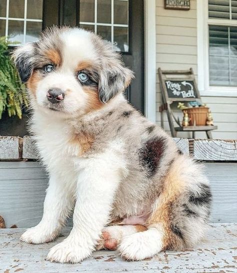 Very Cute Animals, Preppy Dog, Dogs Images, Aussie Puppies, Cute Dogs Images, Very Cute Puppies, Dream Pet, Super Cute Puppies, Cute Small Animals