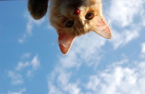 Floating Felines to Fall in Love With – Meowingtons