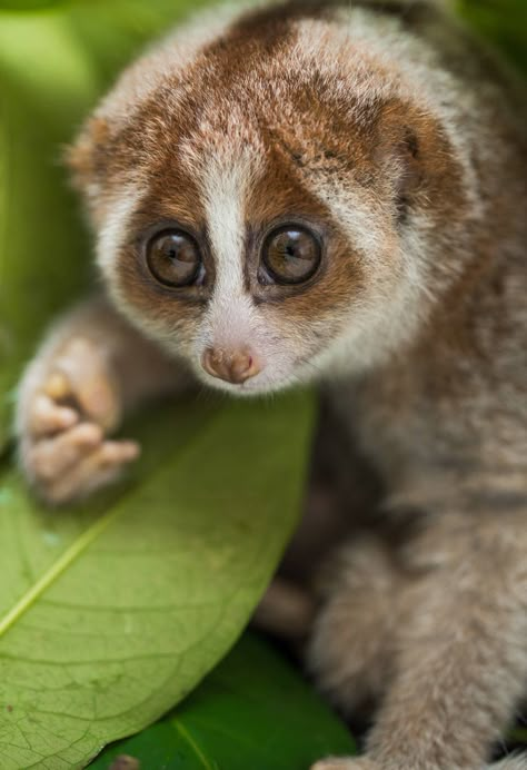 Slow Loris Loris Animal, Slow Loris, Bongos, Epic Photos, Incredible Creatures, Bad Decisions, Exotic Animals, Cute Wild Animals, Weird Animals