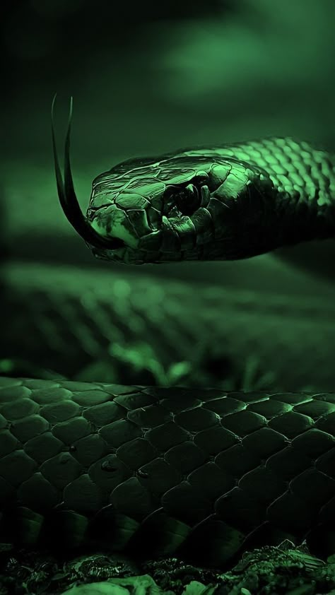 Aesthetic Snake, Slytherin Aesthetic, Snakes, Romance, Green