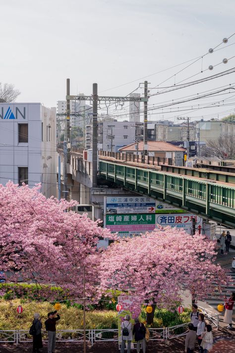 Cherry Blossom Bliss: Your Ultimate Guide to the MiuraKaigan Station Sakura Festival! Kawazu Sakura, Tokyo Sakura, Japan Park, Sakura Festival, Japan Snacks, Sakura Season, Strange Weather, Kanagawa Japan, Japan Cherry Blossom