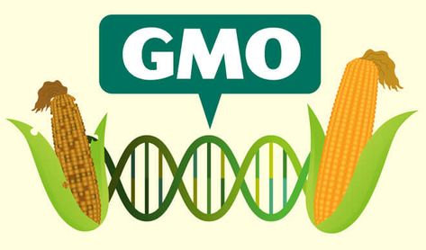 Here's everything you need to know about GMO crops | Genetic Literacy Project #yourfoodismedicine #biodynamicguru https://geneticliteracyproject.org/2019/01/15/heres-everything-you-need-to-know-about-gmo-crops/ Situation Analysis, Gmo Corn, Gmo Foods, Corn Plant, Genetic Engineering, Global Recipes, Science Facts, Genetically Modified, Pesticides