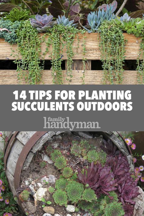 14 Tips for Planting Succulents Outdoors How To Take Care Of Succulents Outdoors, Rocks With Succulents, Succulent Garden Zone 6, Succulents For Outdoors, Growing Succulents Outdoors, Best Succulents For Outdoors, Succulents Rock Garden Outdoor, Suculentas Ideas Outdoors, Succulent Outdoor Planters