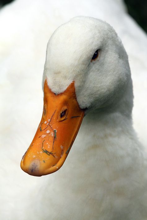 Clay Duck, Duck Portrait, Duck Beak, Animal Noses, Bird Beaks, Duck Logo, Duck Head, Duck Face, Fruit Painting