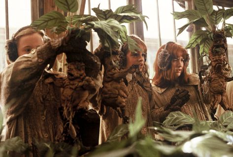 New Today -  Etsy’s Harry Potter Mandrakes Will Make You Feel Like a Herbology Wizard maidsandmoore.com Mandrake Plant, Harry Potter Mandrake, Plants Apartment, Harry Potter Creatures, Plant Apartment, Harry Potter Etsy, Harry Potter Ideas, Plant Names, Slytherin Pride