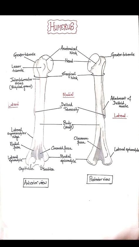 anatomy of Humerus Humerous Bone Anatomy, Scapula Anatomy Notes, Veterinary Anatomy Notes, Humerus Bone Anatomy, Humerus Anatomy, Upper Limb Anatomy, Body Muscle Anatomy, Anatomy Education, Medical Terminology Study