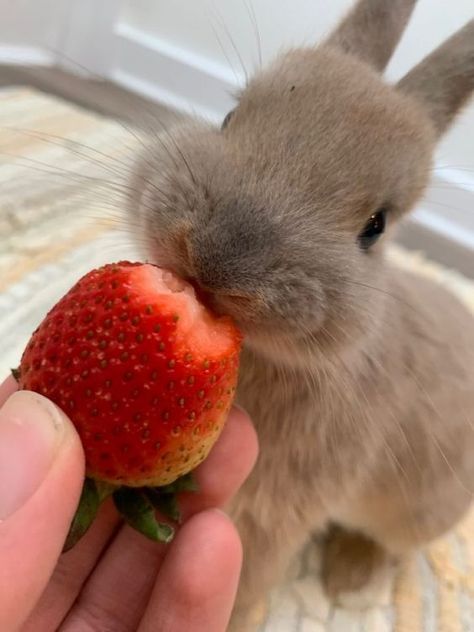 (1) Bunnies on X: "https://t.co/kJ2sEO8SHp" / X Mini Lop Rabbit, Rabbit Pictures, Beautiful Rabbit, Cute Bunny Pictures, Pet Bunny, Bunny Pictures, Pets 3, Baby Bunnies