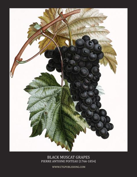 Black Muscat Wine Grape - Illustration by Pierre Antoine Poiteau Jean Antoine Watteau, Botanical Vintage, Black Grapes, Pinot Gris, Illustration Botanique, Vintage Botanical Prints, Scientific Illustration, Muscat, Botanical Beauty