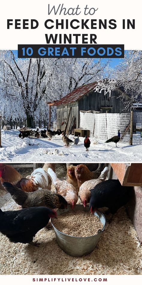 What to Feed Chickens in Winter Winter For Chickens, Spices To Feed Chickens, Oatmeal For Chickens, How To Keep Chickens Warm In Winter, Keeping Chickens Warm In Winter, Protein For Chickens, Winter Chickens, Chicken Feed Diy, What Can Chickens Eat