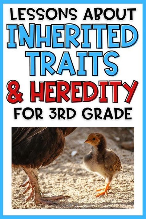 Inherited Traits and Heredity - 3rd Grade Science — Poet Prints Teaching Animal Traits 3rd Grade, Third Grade Science Lessons, Apologia Anatomy, Science Lessons Elementary, Inherited Traits, Reading Novel, Animal Traits, Grade 3 Science, Third Grade Activities