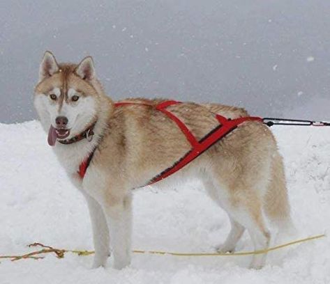 Sled Dog Harness, Dog Pulling Harness, Huskies Sled, Greenland Dog, Redbone Coonhound, Harness Dog, Animal Supplies, Yellow Dog, Dog Exercise