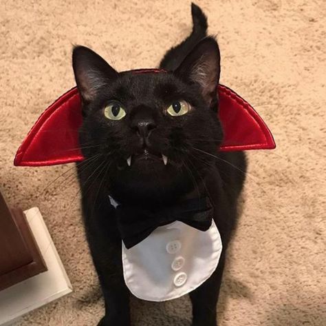 A Black Cat, A Black, Black Cat, Collar, Halloween, Red, White, Black