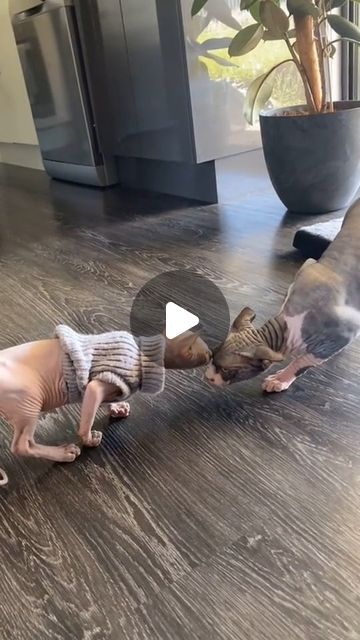 Sphynx on Instagram: "From hisses to hugs! watch this Sphynx bromance blossom! 🌟🐾❤

.

Credits🎬:
(Please DM for credits or removal)

.

___________________
#sphynxkitten #sphynx_feature #sphynxcatsofinstagram #canadiansphynx #sphynxworld #hairlesscatstagram #sphynxfriends #sphynx_cat_lovers" Cute Sphynx Cat, Cat Hissing, Hairless Cat Sphynx, Cute Hairless Cat, Sphynx Kittens, Chat Sphynx, Hairless Cats, Sphinx Cat, Sphynx Cats