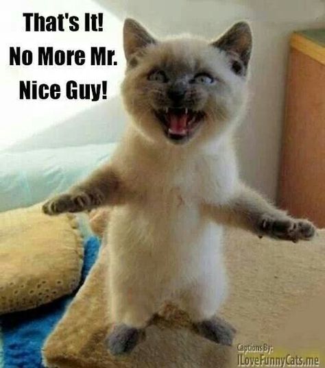 No More Mr Nice Guy, Mr Nice Guy, Scary Cat, Funny Cat Memes, Funny Cat Pictures, Siamese Cats, Cats Meow, Funny Animal Pictures, Animal Memes