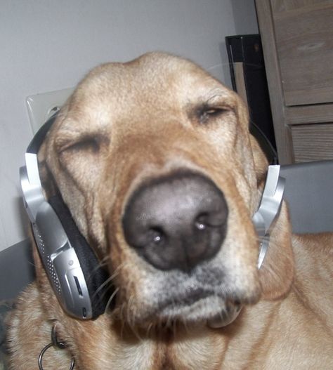 Listening Music, Listening To Music, A Dog, Headphones, Music