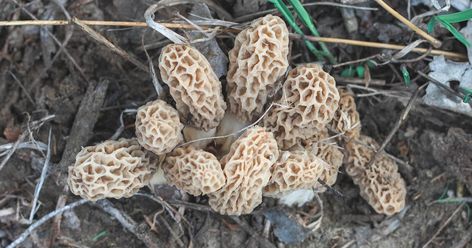 I’ve had strangers offer up onX pins for where to find roosted turkeys and spawning walleye, but rarely do foragers volunteer morel mushroom spots. Like a good family recipe or secret bait, a lot of morel honey holes go to the grave with whomever found them. Since no one is going to walk you into a... Where To Find Morel Mushrooms, Outdoor Mushroom Garden, Growing Morel Mushrooms, Morel Recipes, Mushroom Farming, Morel Mushroom Hunting, Edible Wild Mushrooms, Growing Mushrooms At Home, Mushroom Identification