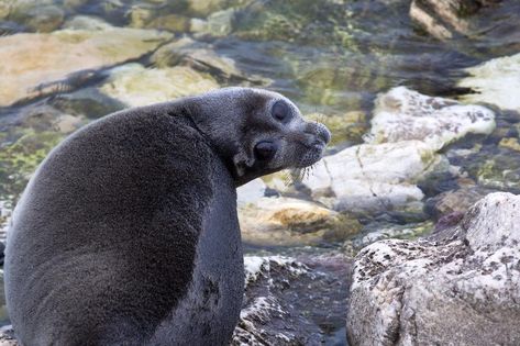 Baikal Seal, Aquatic Creatures, Elephant Seal, Lake Baikal, Cute Seals, Kingdom Animalia, Russian Culture, Fandom Funny, Silly Animals