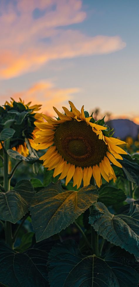 Common Sunflower, Cute Backrounds, Sunflower Plant, Feather Wallpaper, Sunflowers Background, Spring Animals, Wallpaper Flowers, Sunflower Wallpaper, Cloud Wallpaper