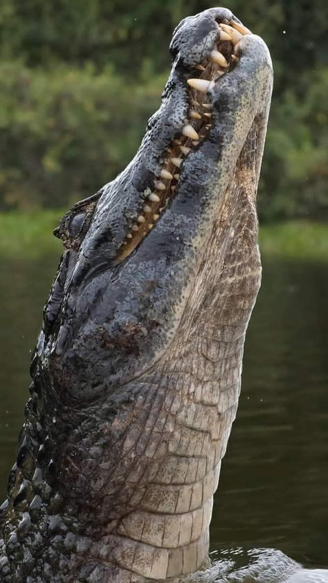 Crocodile Facts, Tattoo Nature, Cute Reptiles, Animal Study, Pretty Animals, Animal Species, Crocodiles, Reptiles And Amphibians, Wildlife Animals