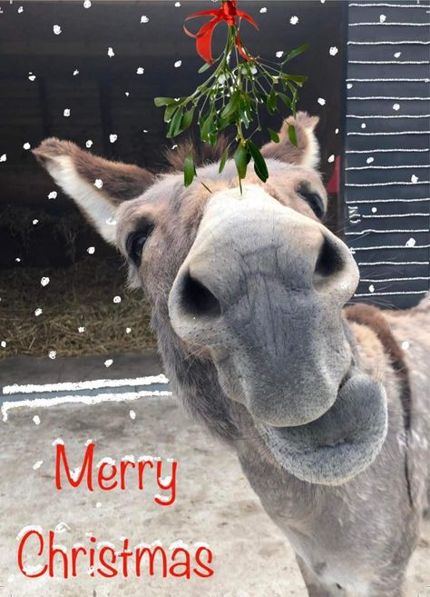 Christmas Donkey Pictures, Xmas Food Gifts, Friends Messages, Donkey Christmas, Christmas Donkey, Thanksgiving Pictures, Xmas Food, Donkeys, Funny Birthday Cards