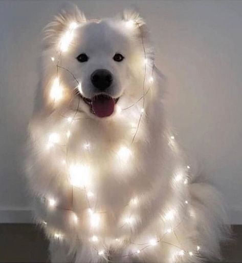 Cute Dogs Images, Very Cute Puppies, Samoyed Dogs, Cute Dog Photos, Cute Animals Puppies, Very Cute Dogs, Really Cute Dogs, Super Cute Animals