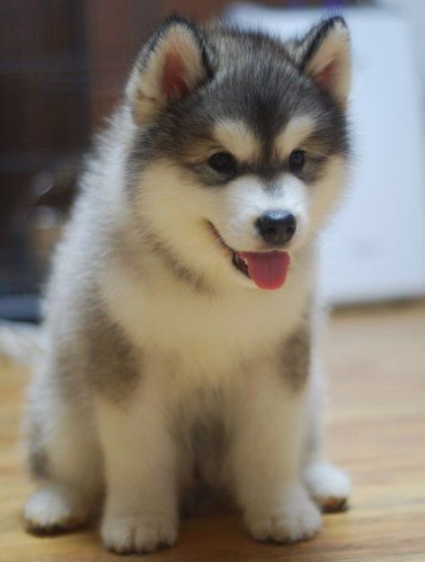 Alaskan Malamute, A Puppy