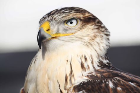 Ferruginous Hawk, Hawk Photos, Hawk Bird, Red Kite, Animal Categories, Bird Of Prey, Software Developer, Birds Of Prey, Bird Feathers