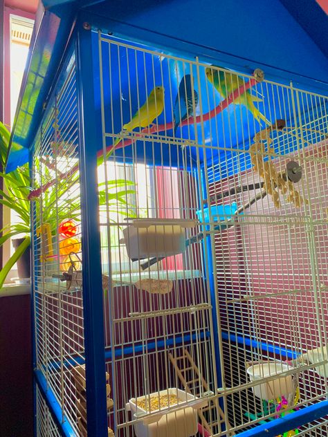 Budgie cage ideas, spider plants safe for budgie consumption Budgie Cage Ideas, Homemade Bird Toys, Budgie Cage, Pet Bird Cage, Bird Care, Spider Plants, Pet Bird, Bird Cages, Bird Toys