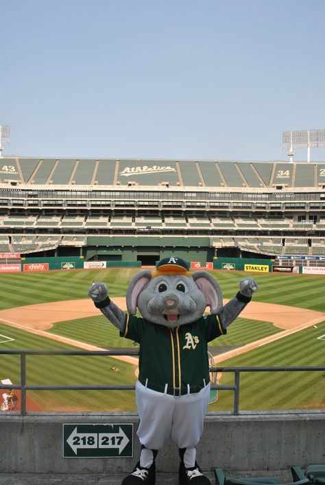 Can't wait for baseball to begin! Yay Area, Oakland Coliseum, Oakland A’s, Baseball Stadium, Summer 24, Oakland Athletics, Sports Teams, Baseball Team, Carolina Panthers