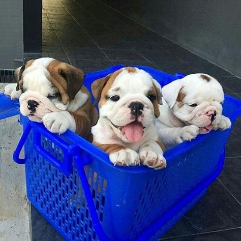 Baby Bulldogs, Cute Bulldog Puppies, Desain Editorial, Super Cute Puppies, Cute Bulldogs, English Bulldog Puppies, Baby Animals Pictures, Cute Little Puppies