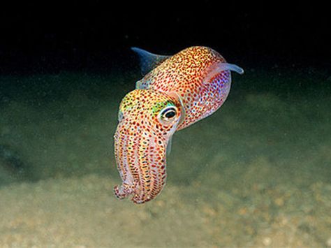 Forget Stubby Squids! Bobtail Squids are like an oceanic Lisa Frank fever dream wrapped up in tentacles! Baby Squid, Fauna Marina, Deep Sea Creatures, Underwater Creatures, Aquatic Animals, Marine Animals, Ocean Creatures, Amazing Animals, Ocean Animals