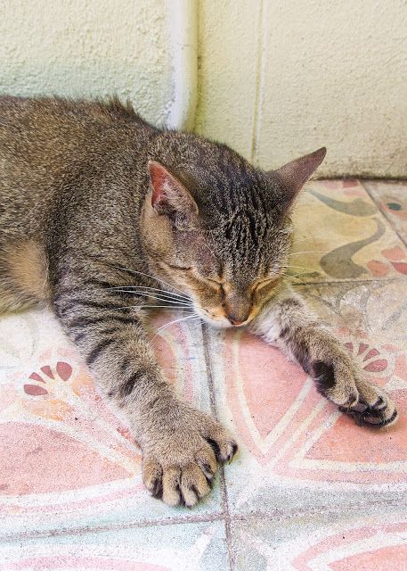 Hemingway Cats, Key West House, Polydactyl Cat, Key West Resorts, Amur Leopard, Cat Seat, Plain Chicken, Key West Fl, The Florida Keys