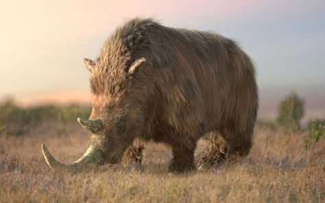 Wooly Rhinoceros, Wooly Rhino, Woolly Rhino, Stone Age Animals, Prehistoric Mammals, Prehistoric Wildlife, Prehistoric World, Wooly Mammoth, Ancient Animals