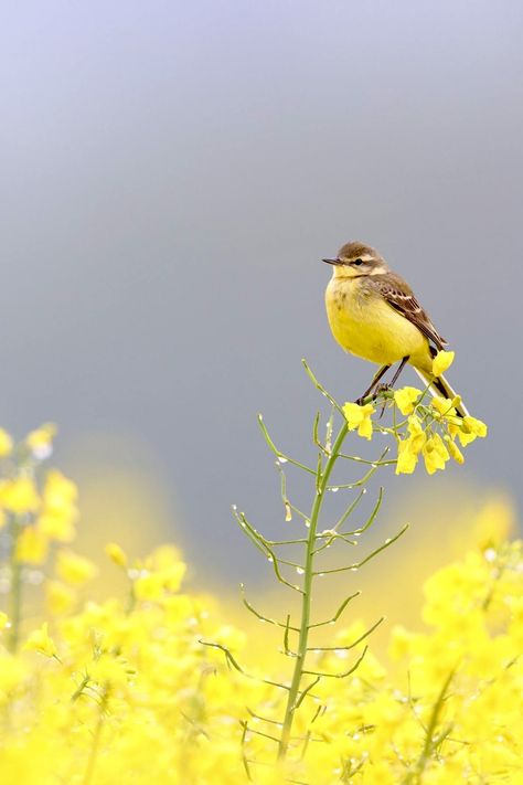 Bird Painting Acrylic, After The Rain, Water Reflections, Sparrows, Yellow Bird, Beautiful Photos Of Nature, Pretty Birds, Cute Birds, Fall Wallpaper