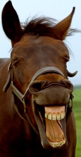 Big Mouth Horse Smiling, Funny Horse Memes, Laughing Animals, Funny Horse Pictures, Smiling Animals, Fluffy Cows, Funny Horses, Horse Face, Funny Horse