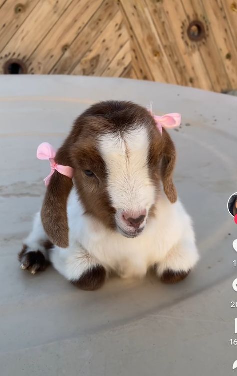 Goat Aesthetic Cute, Goat Backgrounds, Baby Goats Aesthetic, Pigmy Goat, Self Dedication, Baby Goat Pictures, Valentines Picnic, Goat Picture, Farm Aesthetic