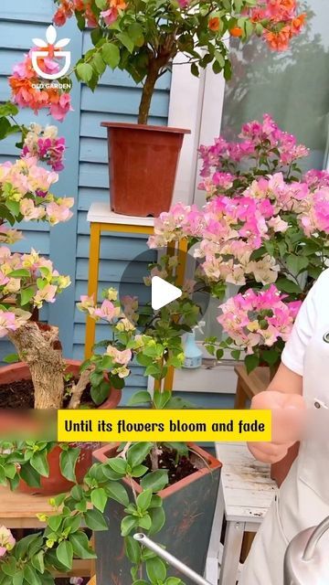 Oldgarden Official on Instagram: "Bougainvillea blooms all year round🏆#gardencare #gardentips #gardening #gardenlover #oldgardenshop #greengarden #gardendecor #gardenview" Flower In Pot, Garden Care, Garden Shop, Garden Lovers, Bougainvillea, Green Garden, Garden View, Gardening Tips, Garden Decor