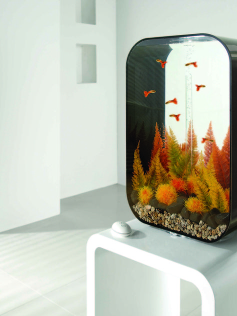 Interior Aquarium, Biorb Fish Tank, Kandang Hamster, Aquarium Coffee Table, Plant Aquarium, Fish Tank Themes, Autumn Fern, Fish Ideas, Fish Keeping