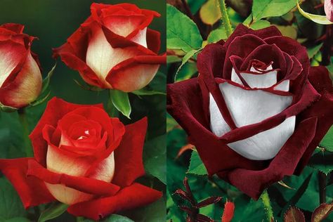 Two Tone Roses, Osiria Rose, Fire And Ice Roses, White Climbing Roses, Rose Bush Care, How To Trim Roses, Ice Rose, Rose Plant Care, Looks Can Be Deceiving