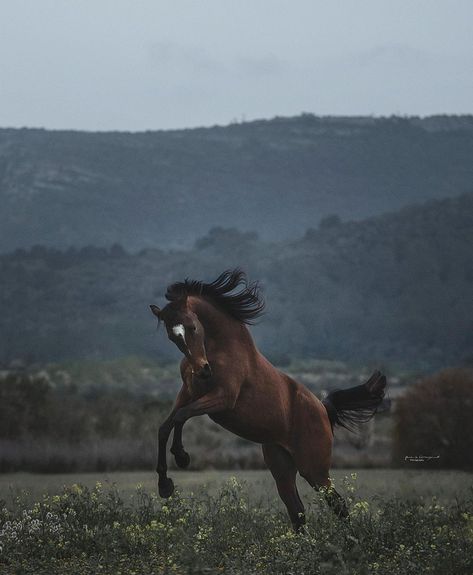 Bay Horse Photography, Bay Horse, Country Lifestyle, Brown Horse, Equestrian Sports, Horse Photography, Art Poses, Good Vibes, Art Inspo