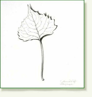 Cottonwood Leaf Tattoo, Cottonwood Tattoo, Leaf Drawings, Cottonwood Leaf, Leaves Sketch, Maynard Dixon, Lakota Sioux, Roof Beam, Bff Tattoos